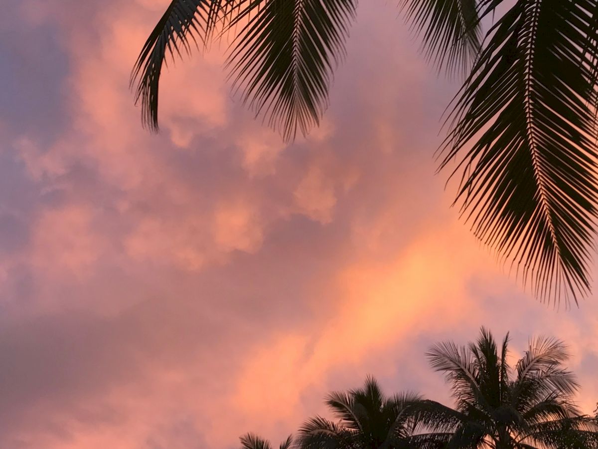 Palm trees silhouetted against a pink and orange sunset sky with scattered clouds.